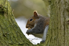 Squirrel Eating a Nut