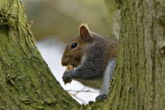 Squirrel Eating a Nut