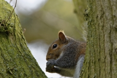 Squirrel Eating a Nut