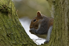 Squirrel Eating a Nut