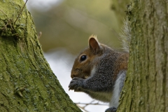 Squirrel Eating a Nut