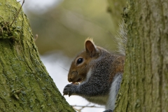 Squirrel Eating a Nut