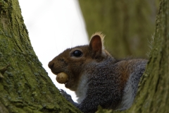 Squirrel Eating a Nut