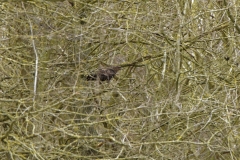 Buzzard