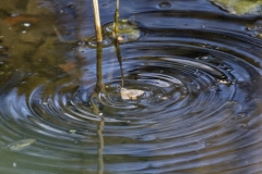 Moth Making Ripples on a Pond