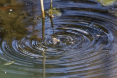 Moth Making Ripples on a Pond