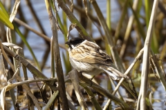 Male Reed Bunting Side View on Reeds