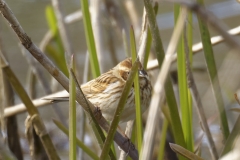 Female Reed Bunting Side View on Reeds