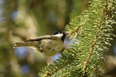 Coal Tit Side View on Fur Tree Branch