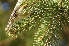 Coal Tit Side View on Fur Tree Branch