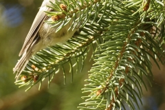 Coal Tit Side View on Fur Tree Branch