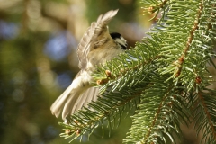 Coal Tit in Flight