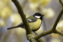 Great Tit Side View on Branch