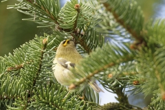 Goldcrest Back View on Fur Tree Branch