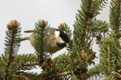 Coal Tit Side View on Fur Tree Branch