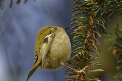 Goldcrest Side View on Fur Tree Branch