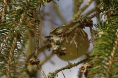 Goldcrest Front View on Fur Tree Branch