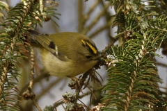 Goldcrest Front View on Fur Tree Branch