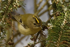 Goldcrest Eating Front View on Fur Tree Branch