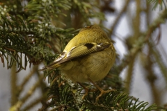 Goldcrest Back View on Fur Tree Branch