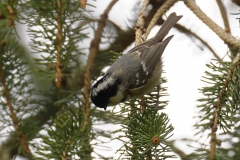 Coal Tit Top View on Fur Tree Branch