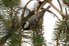 Coal Tit Side View on Fur Tree Branch