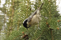 Coal Tit Side View on Fur Tree Branch