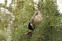 Coal Tit Side View on Fur Tree Branch