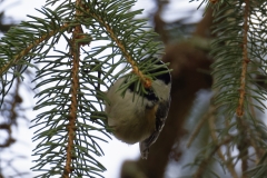 Coal Tit Front View on Fur Tree Branch