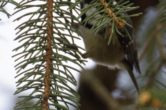 Coal Tit Side View on Fur Tree Branch