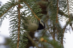 Coal Tit Front View on Fur Tree Branch