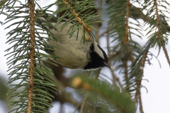 Coal Tit Front View on Fur Tree Branch