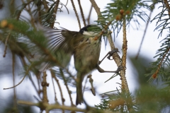 Coal Tit in Flight