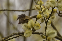 Coal Tit in Flight with Food