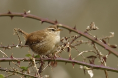 Wren Side View Singing on Thorn Branch