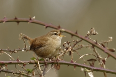 Wren Side View Singing on Thorn Branch