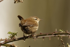 Wren Back View on Thorn Branch