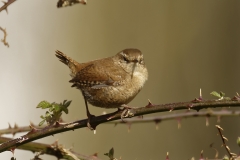 Wren Side View on Thorn Branch