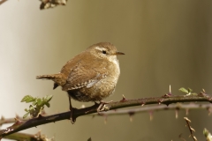 Wren Back View on Thorn Branch