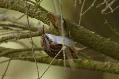 Treecreeper Side View on Branch with Bug