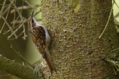 Treecreeper Side View on Branch with Bug