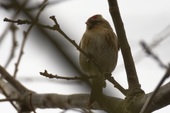 Female Redpolls Front View on Branch