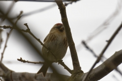 Female Redpolls Front View on Branch