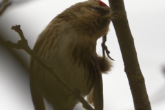 Female Redpolls Front View on Branch Scratching