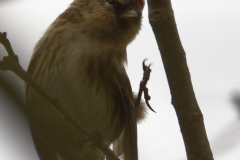 Female Redpolls Front View on Branch Scratching