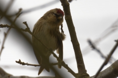 Female Redpolls Front View on Branch Scratching