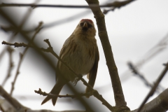 Female Redpolls Front View on Branch