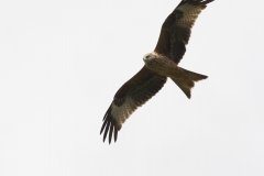 Red Kite in Flight