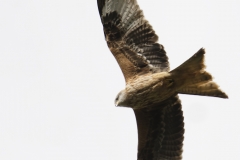 Red Kite in Flight