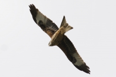 Red Kite in Flight